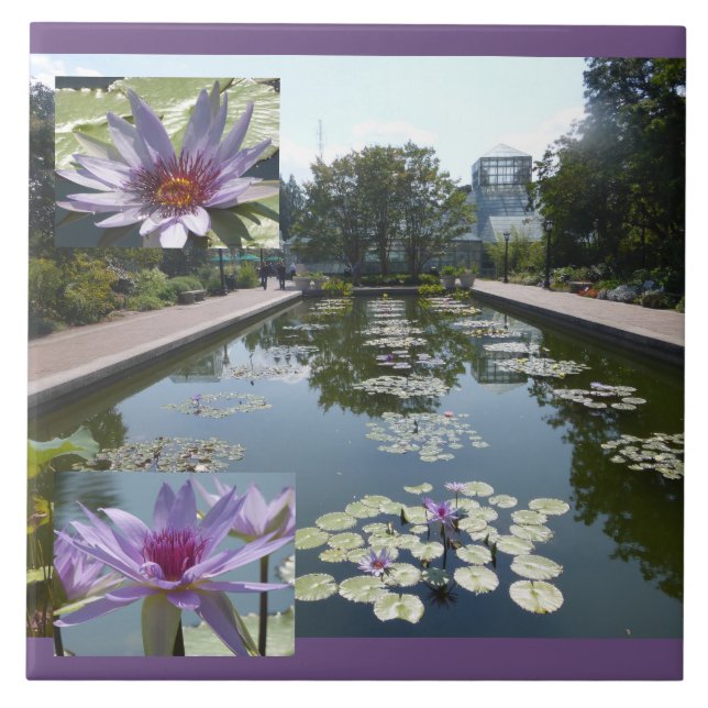 Purple Lotus Flowers in Pond Ceramic Tile (Front)