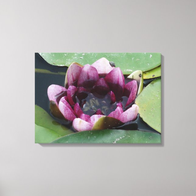 Purple Lotus Photography Single Print (Front)