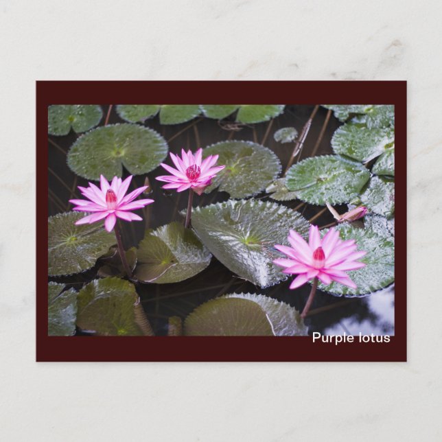 Purple lotus postcard (Front)