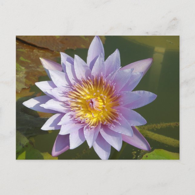 Purple Lotus/Water Lily Postcard (Front)