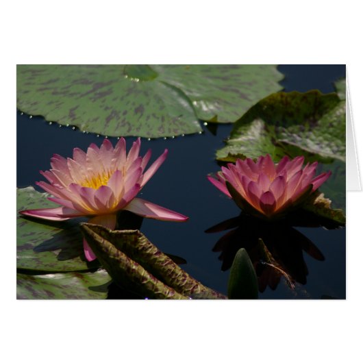 Purple Lotus Waterlilies Card (Front Horizontal)