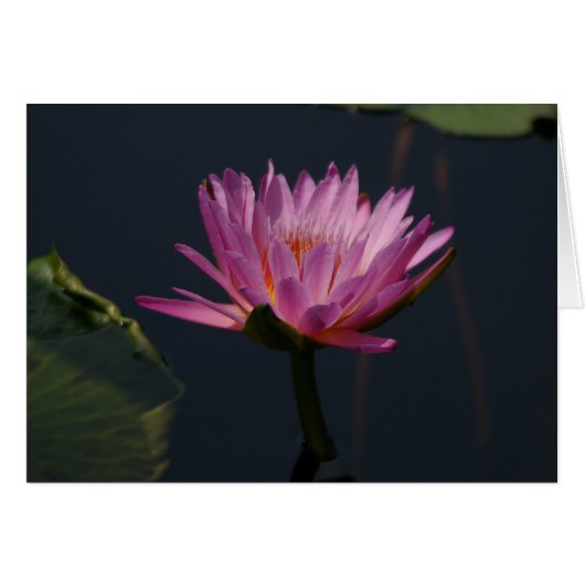 Purple Lotus Waterlily Card (Front Horizontal)
