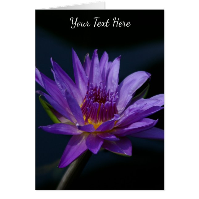 Purple Lotus Waterlily Cards (Front)