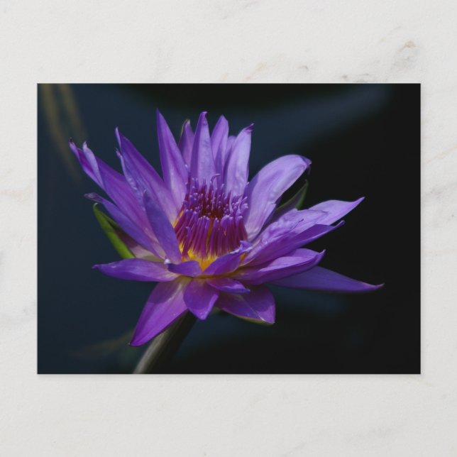 Purple Lotus Waterlily Postcard (Front)