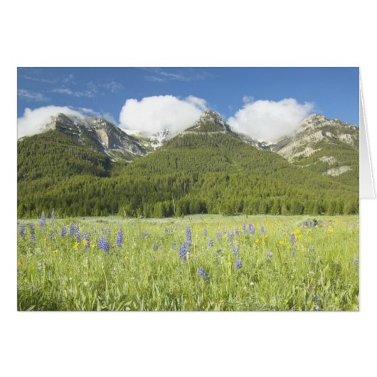 Purple Lupine and Mountains (Front Horizontal)