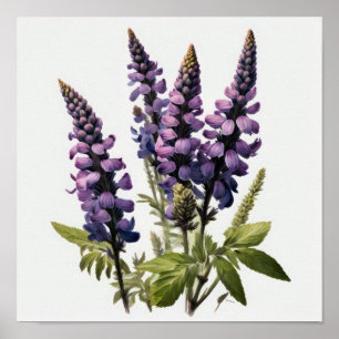 Purple Lupine Flower Art Print Poster