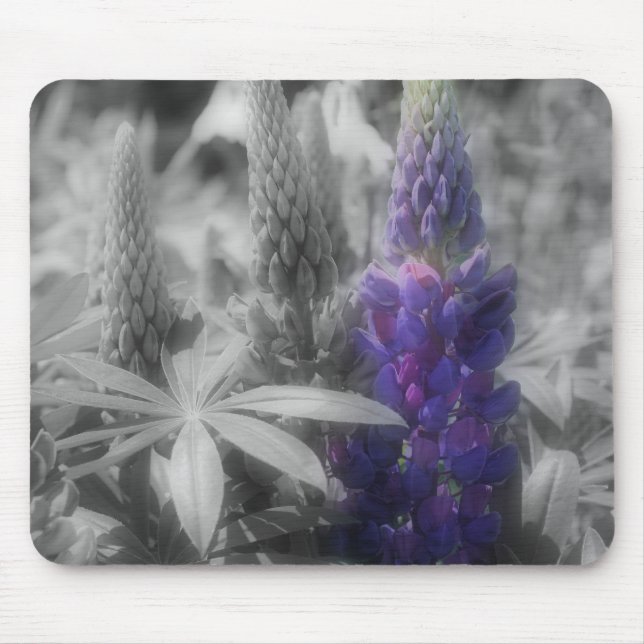 Purple Lupine Flowers Black And White Mousepad (Front)