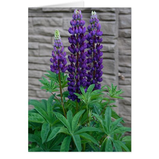 Purple Lupine Flowers Cards (Front)
