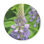 Purple Lupine Flowers Magnet