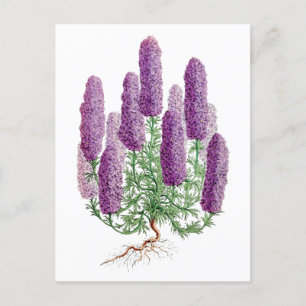 Purple Lupine Vintage Botanical Postcard
