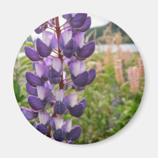 Purple Lupins Magnet