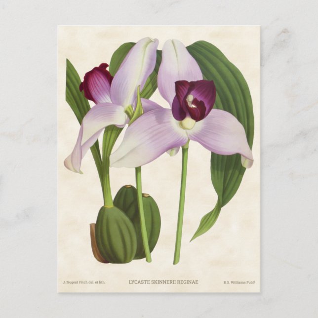 Purple Lycaste Orchid Vintage Botanical Postcard (Front)