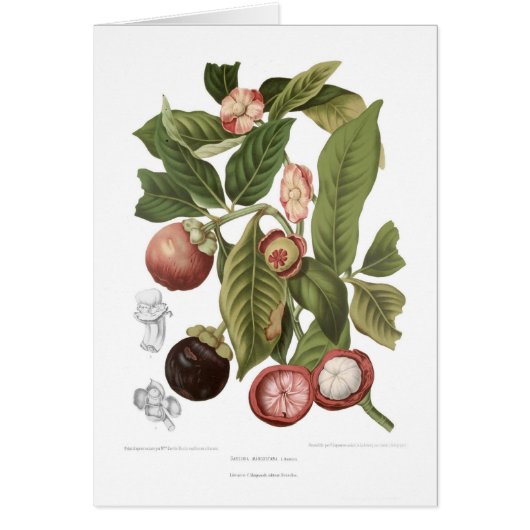 Purple Mangosteen Cards (Front)