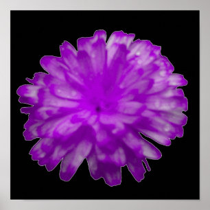 Purple Marigold Poster