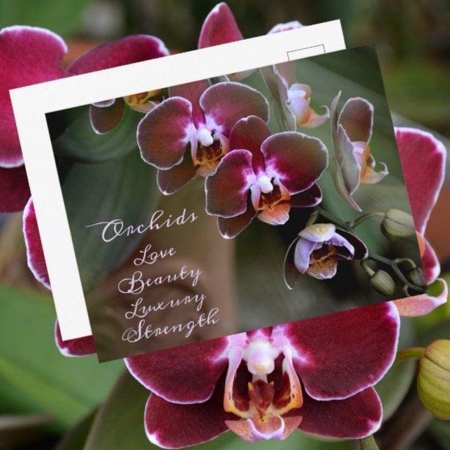 Purple Maroon Orchid Flowers Photographic Floral Postcard (Creator Uploaded)