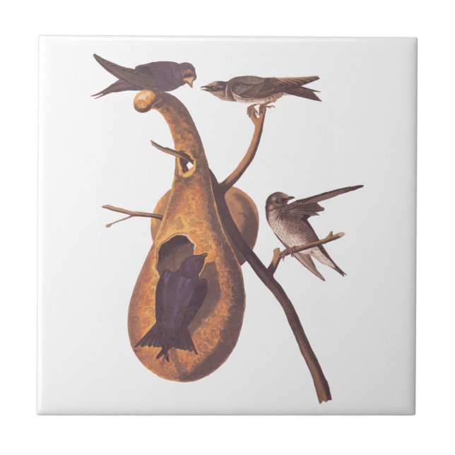 Purple Martin Audubon Bird Family and Gourd Home Ceramic Tile (Front)