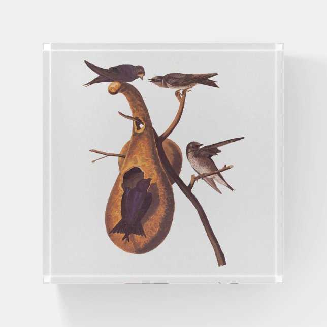 Purple Martin Audubon Bird Family and Gourd Home Paperweight (Front)