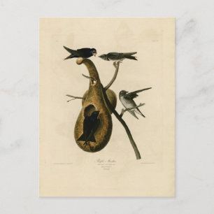 Purple Martin Bird Illustration Postcard