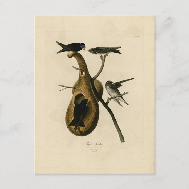 Purple Martin Bird Illustration Postcard (Front)