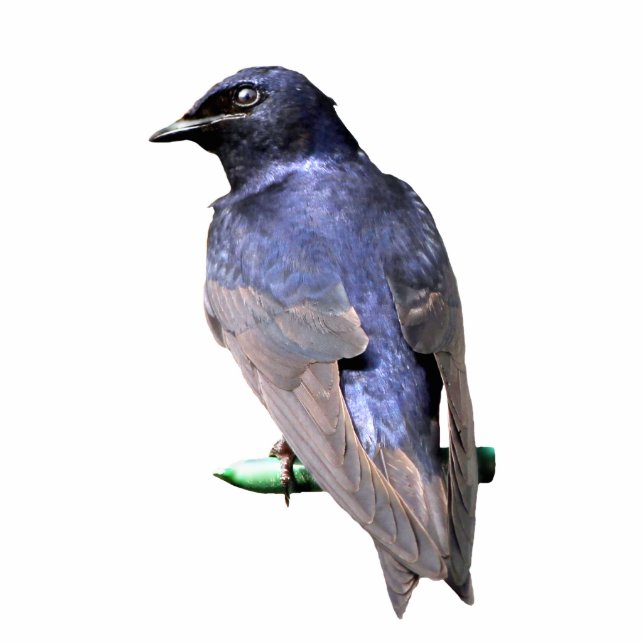 Purple Martin Cutout (Front)
