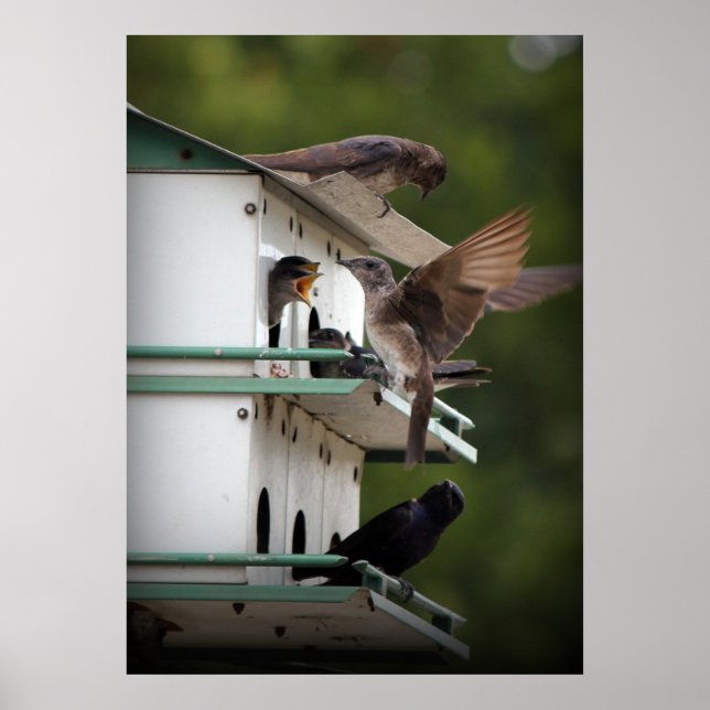 Purple Martin Family Poster (Front)