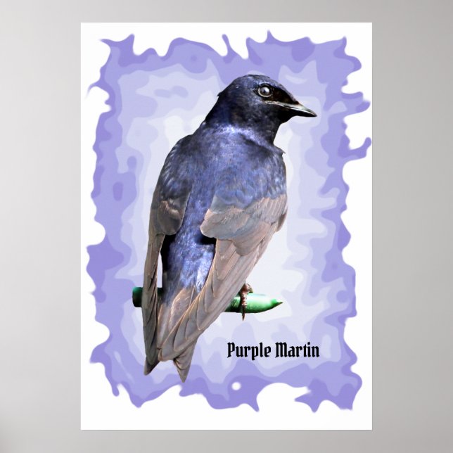 Purple Martin Poster (Front)