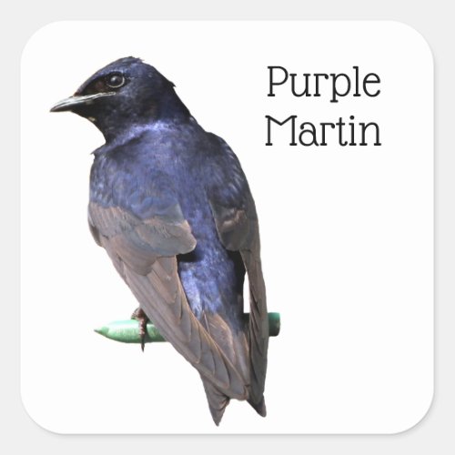 Purple Martin Square Sticker
