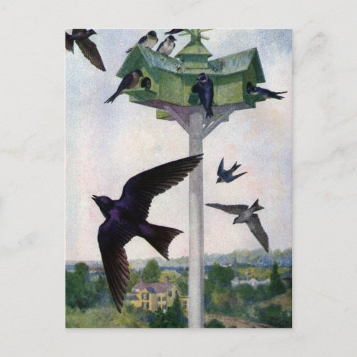Purple Martins and Their Birdhouse Postcard