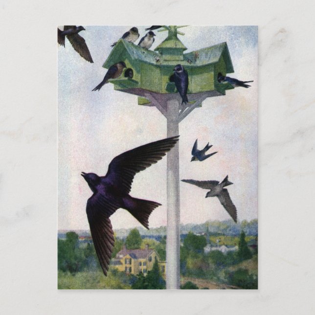 Purple Martins and Their Birdhouse Postcard (Front)