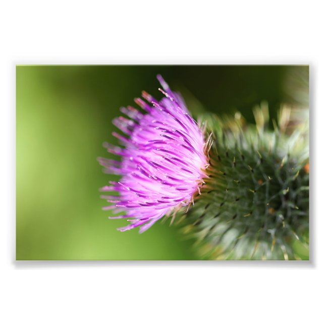Purple Milk Thistle Wildflower Photo Print (Front)