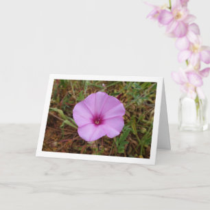 Purple Morning Glory, Mallow Bindweed Wildflower Card