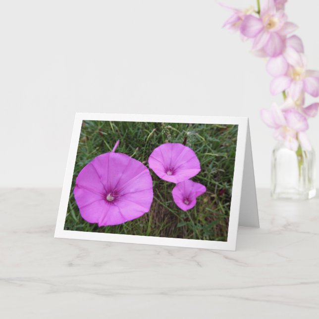 Purple Morning Glory, Mallow Bindweed Wildflowers Card (Orchid)