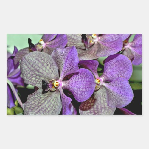 Purple moth orchid flowers in full bloom rectangular sticker