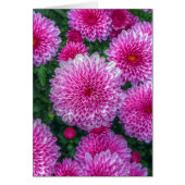 Purple Mums (Front)