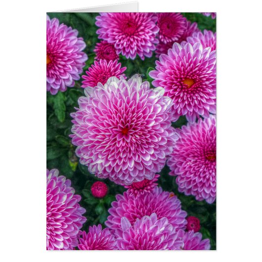 Purple Mums Cards (Front)