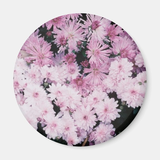 purple mums magnet (Front)