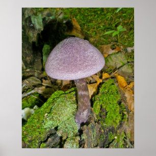 Purple Mushroom on Mossy Log Poster
