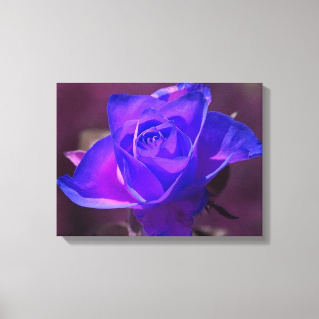 Purple N Pink Rose Wrapped Canvas Print (Front)
