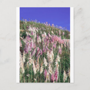 Purple New Zealand toetoe (toitoi) tall grass Postcard