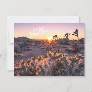 Purple & Orange Cholla Cactus Joshua Tree Sunset Postcard