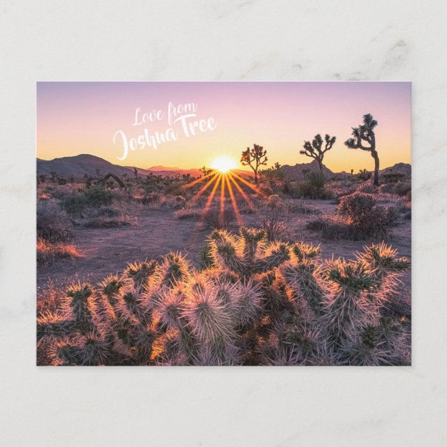 Purple & Orange Cholla Cactus Joshua Tree Sunset Postcard (Front)