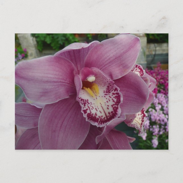 Purple Orchid and Garden Colorful Floral Postcard (Front)