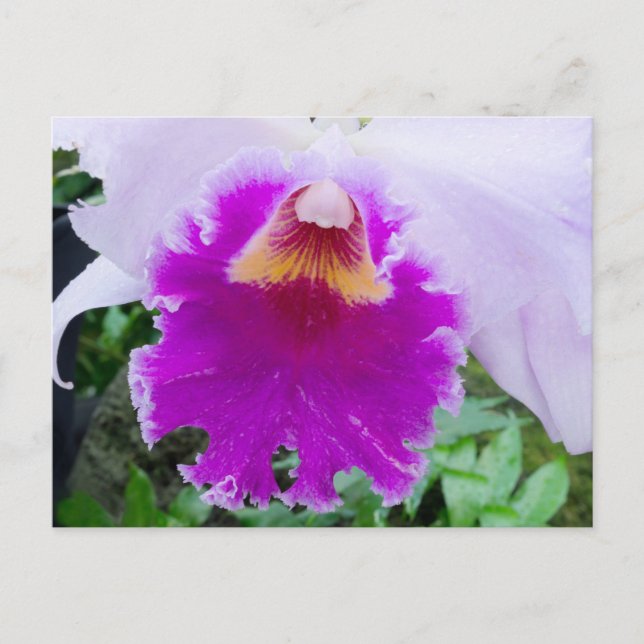 Purple Orchid Bloom Postcard (Front)