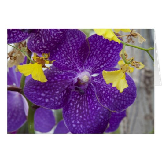 Purple Orchid Cards (Front Horizontal)