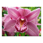 Purple Orchid Elegant Floral Botanical Photo Print