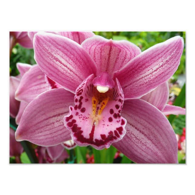 Purple Orchid Elegant Floral Botanical Photo Print (Front)