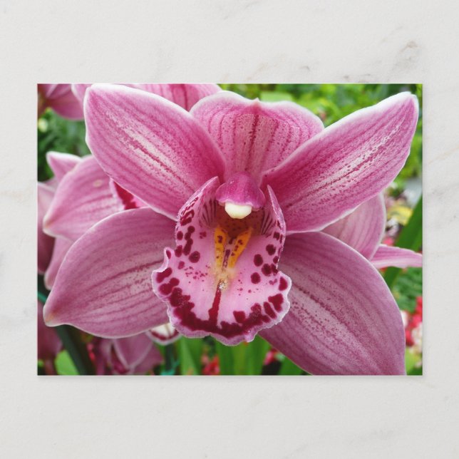 Purple Orchid Elegant Floral Botanical Postcard (Front)