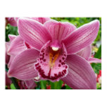 Purple Orchid Elegant Floral Botanical Poster