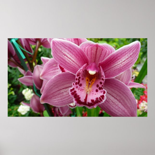 Purple Orchid Elegant Floral Poster (Front)