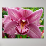 Purple Orchid Elegant Floral Poster